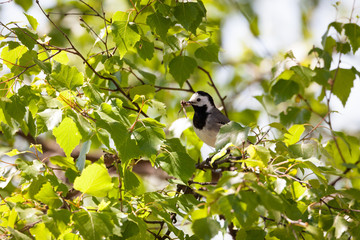 Wagtail bird in tree with insects in beak