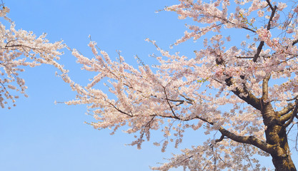 桜　空　素材