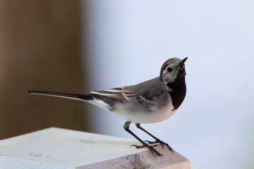 Wagtail small bird close-up