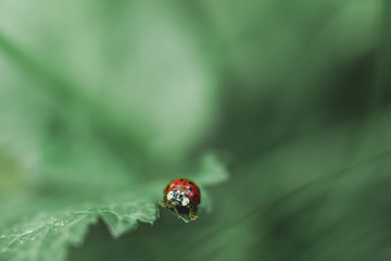 Fototapeta premium red ladybug