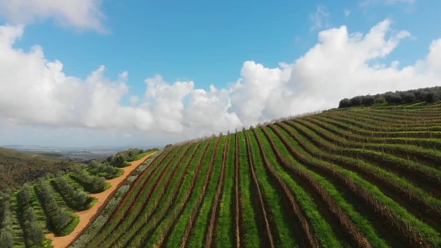Wine farm in South Africa — Stellenbosch