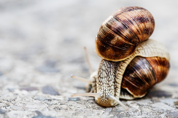 Two snails on blurred macro background. Helix pomatia Gastropoda. Roman snail gastropods, edible snail or escargot. mollusk family Helicidae