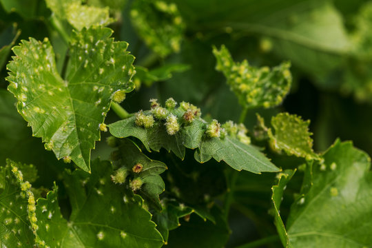 Leaf galls look like warts on grape leaves caused by a parasite or insects, mites living in vines. Does not affect the grapes. Grape disease of the phylloxera (Daktulosphaira vitifoliae) on leaves