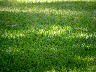 Green grass, green lawn