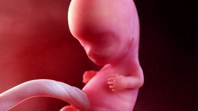 medically accurate 3d animation of a fetus week 9