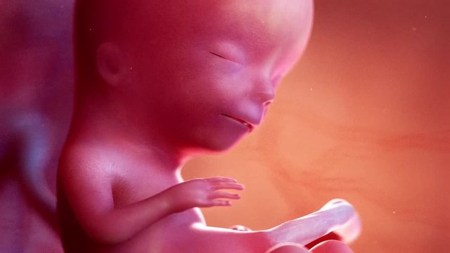 medically accurate 3d animation of a fetus week 12