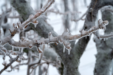 Tree branches covered in ice after the freezing rain