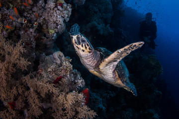 Hawksbill Turtle
