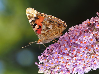 Papillon -  Vanessa cardui - La belle-dame ou Vanesse des charbons posé sur une fleur de buddléia