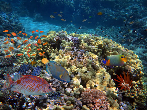 Marine Life in the Red Sea.