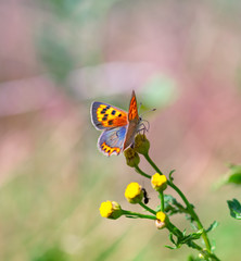 Colorful beautiful butterfly on a flower as macro