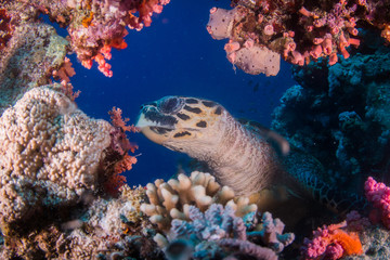 Hawksbill Turtle