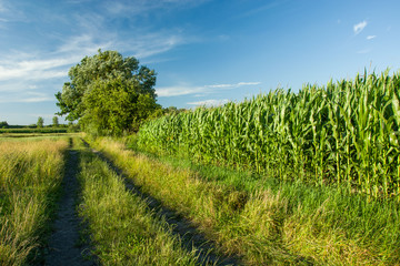 Dirt road, corn field and blue sky © darekb22