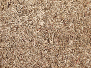 hay dry grass background
