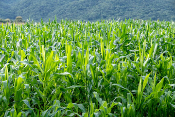 Fototapeta premium Landscape image of corn field in the farm with mountain and green nature background