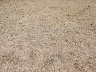 green grass and dry grass