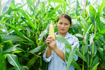 New corn yield in the hands of the farmers