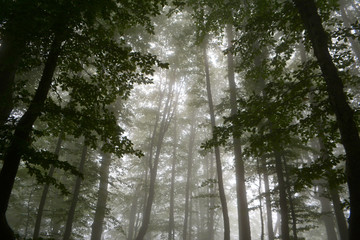 Fototapeta premium fog in the forest
