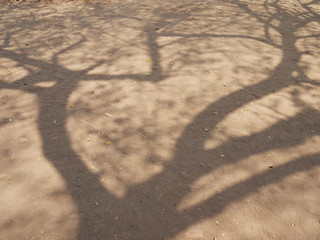 red dirt floor with tree shadow