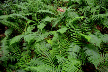 Fern leaves Natural background
