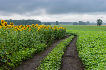 Pictorial landscape with an earth road among unripe sunflower and soybean  agricultural fields in Poltavskaya oblast, Ukraine