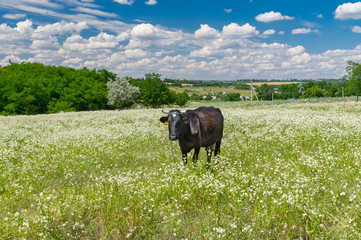 Landscape with cute cow chained on summer erigeron annuus flower field