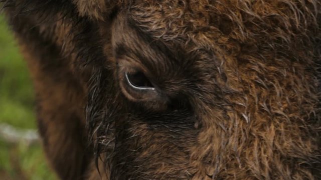 Close-up of aurochs eye