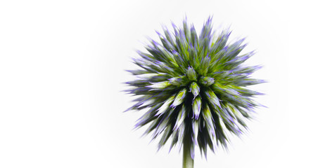 small globe thistle turning on a white background. A wonderful wild flower turns against a white background like a being from another galaxy, green and pointed shows her nature