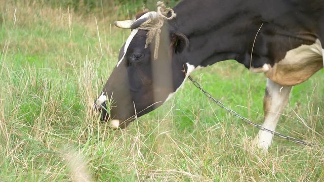 Cow on the meadow on a sunny day in 4K slow motion 60fps
