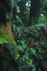 Tree Stump covered in moss and leaves