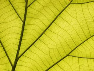 Obraz na płótnie Canvas green leaf texture ( teak leaf )