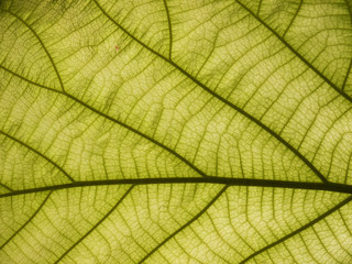 green leaf texture ( teak leaf )