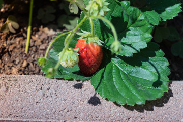 rote Erdbeere am Strauch in einem Gartenbeet