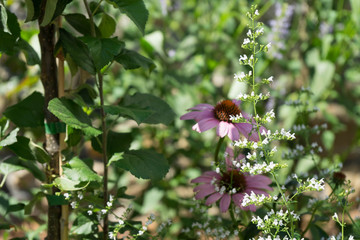 Blumen im Bauerngarten