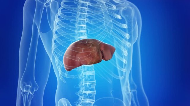 medical 3d animation of the human liver