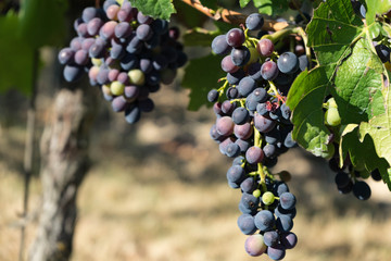 blue grapes on the vine