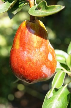 obst, essen, birne, apfel, am baum, reif, rot, frisch, gesund, k&ouml;stlich, pear, baum, blatt, s&uuml;ss, tree, ungespritzt, bio, saftig, natur, di&auml;t, nature, ackerbau, herbst, herbst 