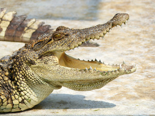 Crocodile with open mouth