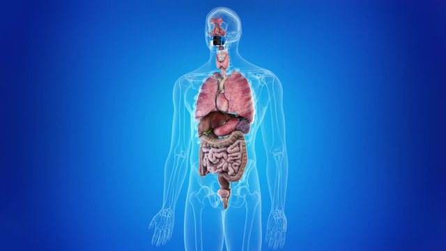 medical 3d animation of the human organs