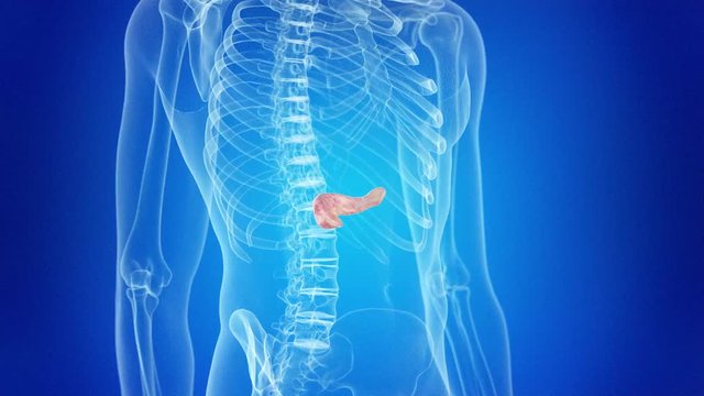 medical 3d animation of the human pancreas