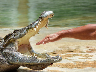 Fototapeta premium ręka w paszczy krokodyla, świat krokodyli, Tajlandia