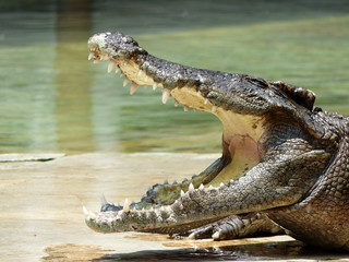 Crocodile with open mouth