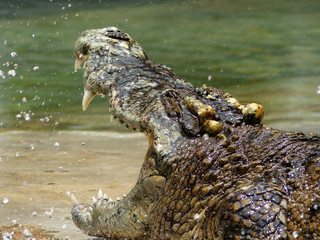 Crocodile with open mouth