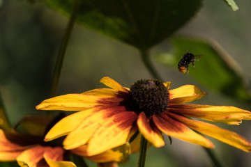 The bee flies off the flower after collecting nectar in the garden