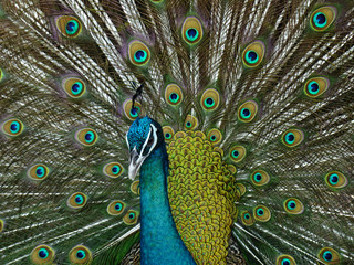 Obraz premium Portrait of Peacock with Feathers Out