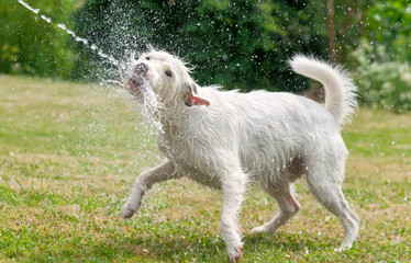 Jack Russell Terrier catches a water jet from a garden hose 
