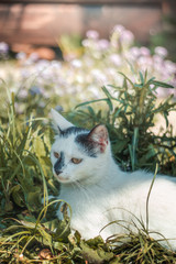 Cat laying it the grass