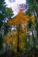 Obraz premium arbres en forêt