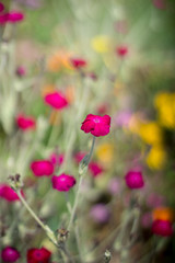 Magenta flowers in a garden