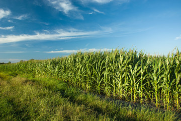 Green field of corn and white clouds in the blue sky © darekb22